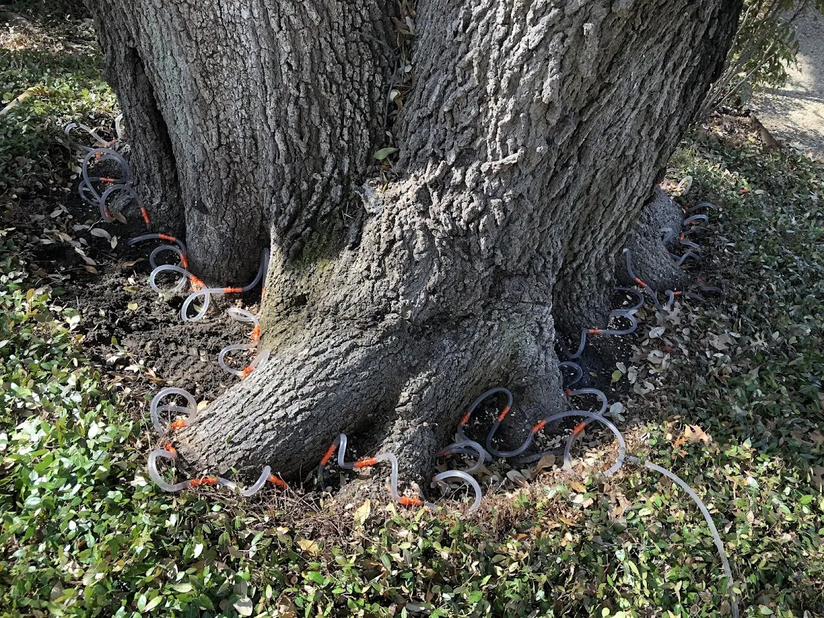 Detailed Tree Cabling and Bracing job site in Harrington Park