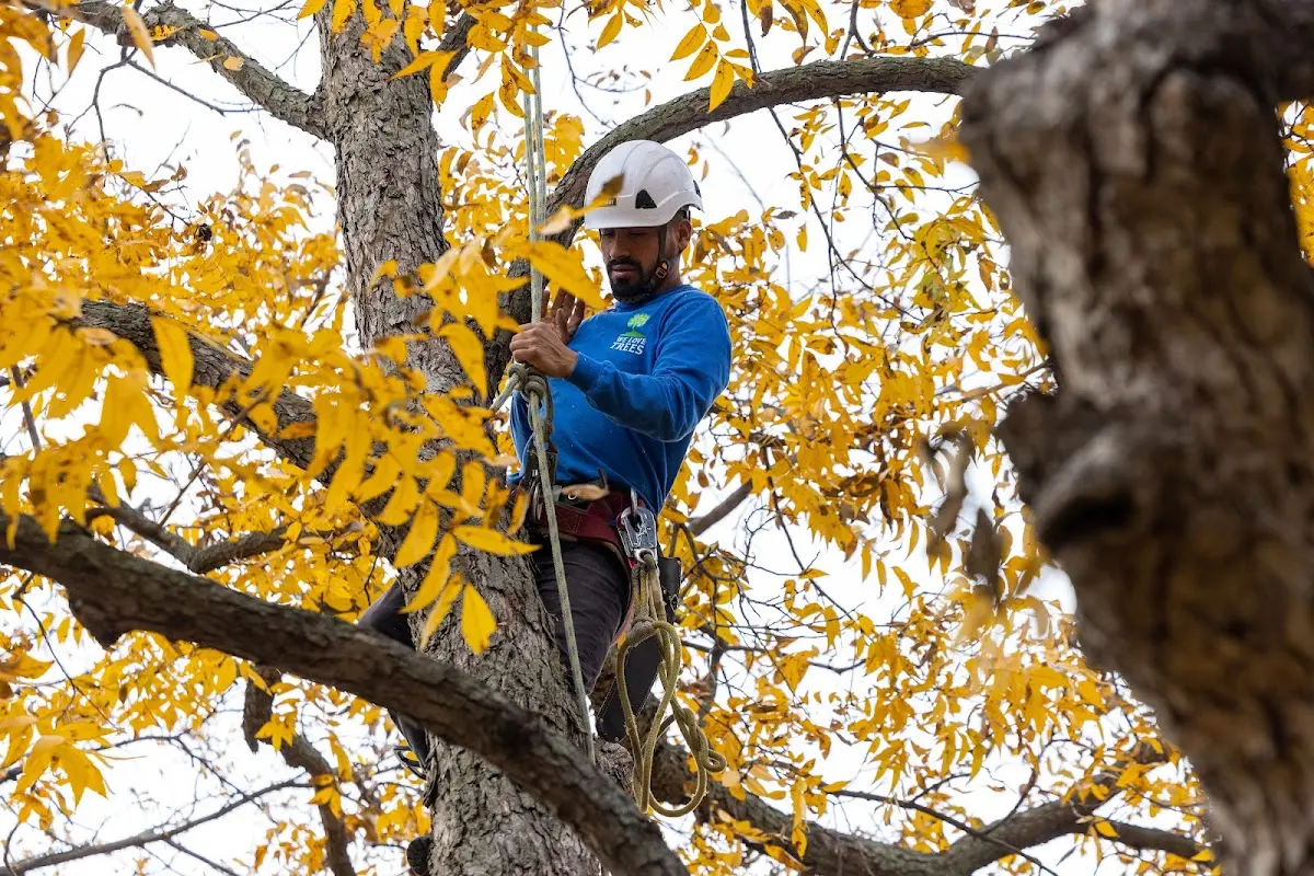 Skilled Tree Pruning crew working in Harrington Park