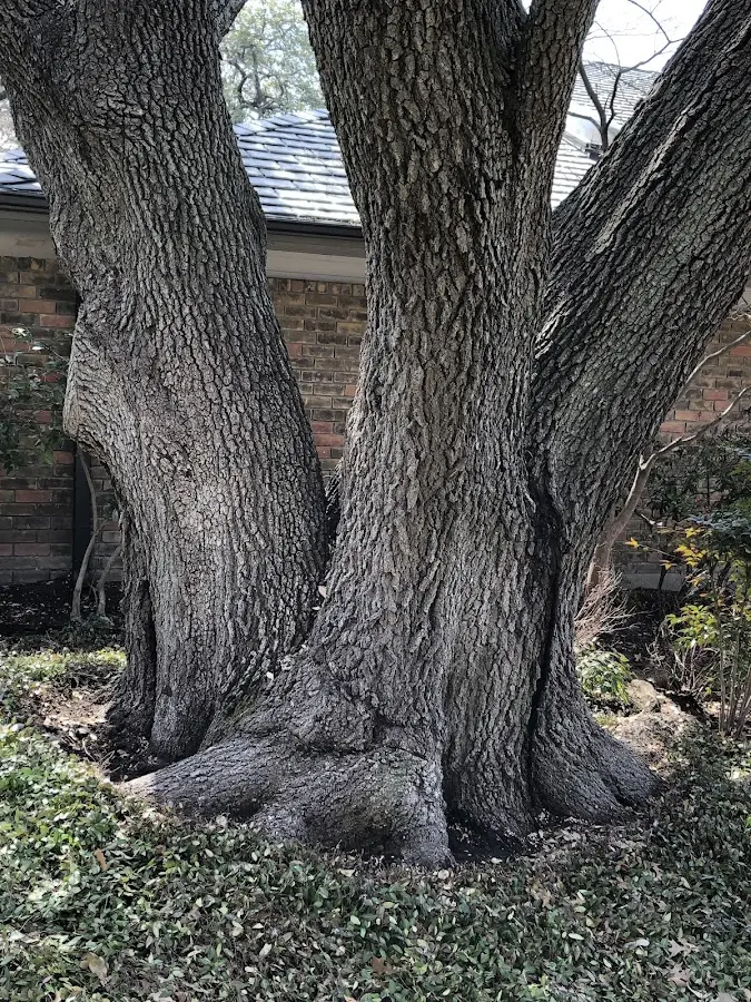 Mature heritage tree close to a Harrington Park property cared for by certified arborists